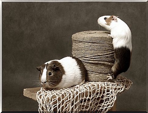 guinea pigs playing