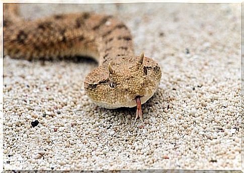 horned viper