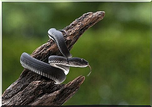 tree snake