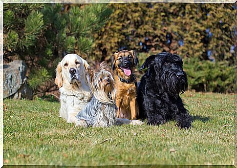 Differences between the multiplicity of dog breeds