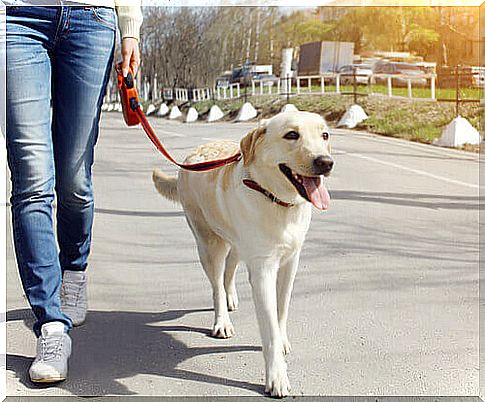 The differences between cat and dog in the use of a collar