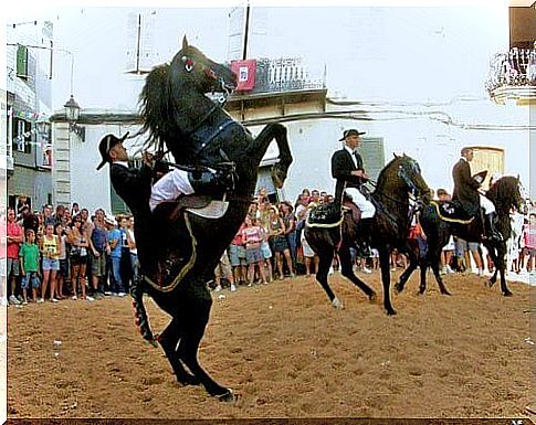 Discover the Spanish horse breeds