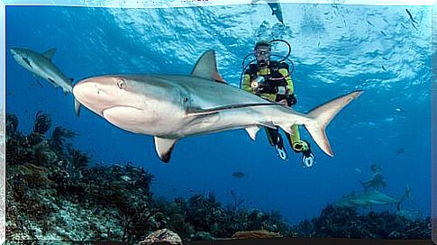 Diving with sharks: cautions to consider