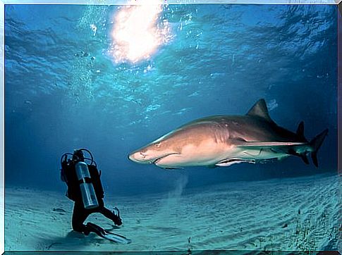 shark diver