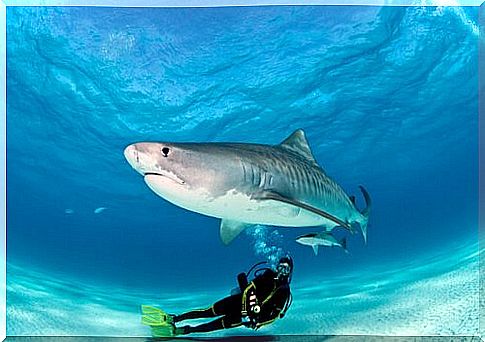 diving with sharks