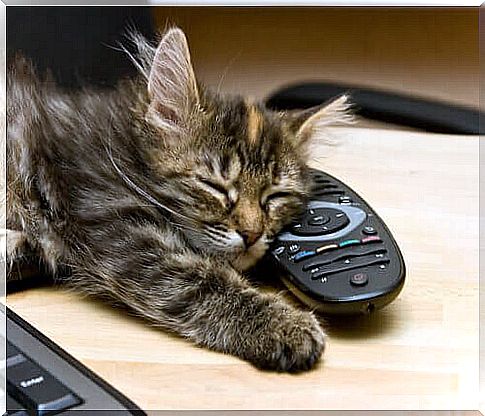 cat sleeping on top of remote control