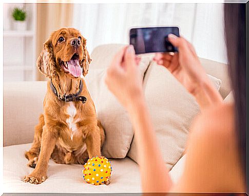 Do you know everything about your dog?  These apps can help you