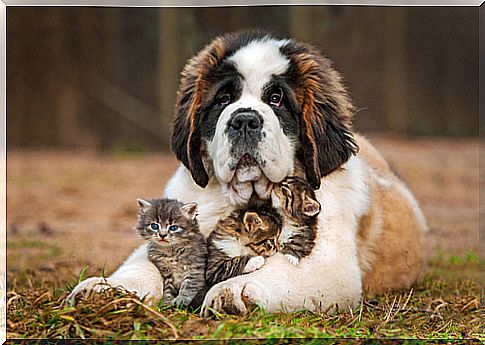 Does the saying "get along like cat and dog" make sense?