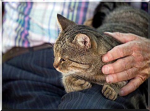 cat in an old man's lap