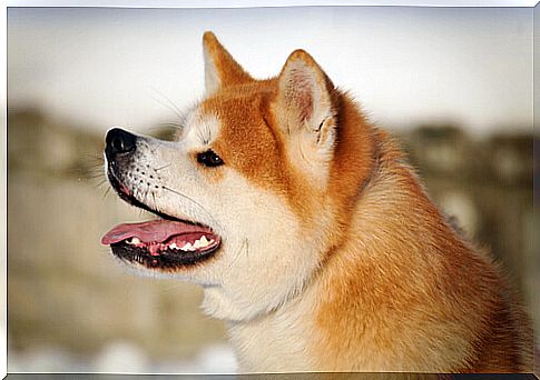 The Akita Inu Dog