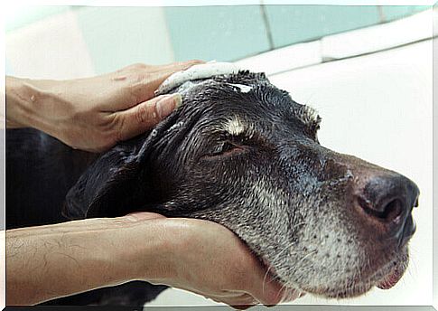 Cleaning the dog without bathing