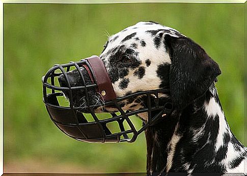 Dog muzzles: what to know