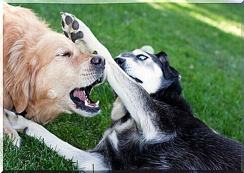 Dog fights, a heinous crime against animals