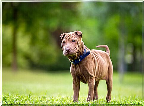 Shar Pei dog