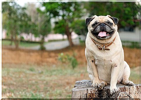 Pug dog on a cut tree trunk.