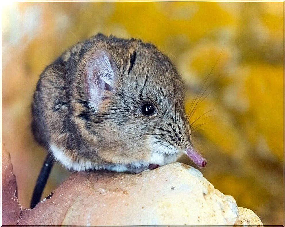 Elephant Shrews: Everything You Need to Know