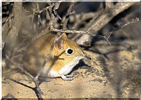 A specific type of elephant shrew.