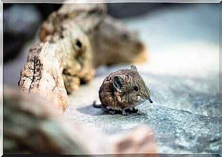 The life of elephant shrews.