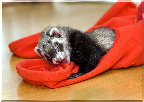 Environmental enrichment for ferrets