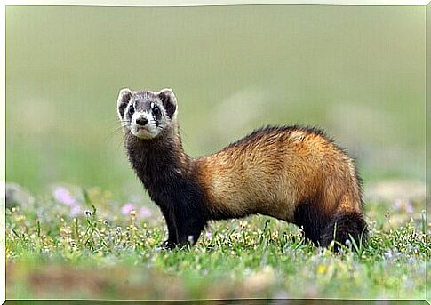 Ferret