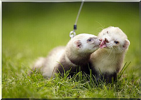 Environmental enrichment for ferrets: discover the benefits