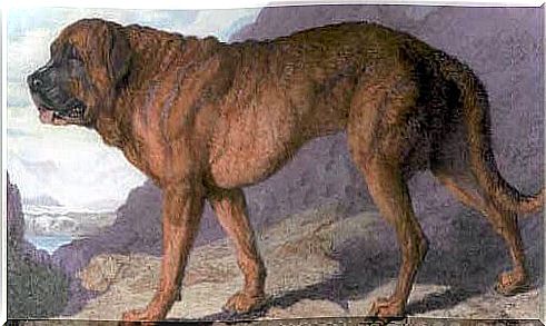 Extinct Dog Breeds