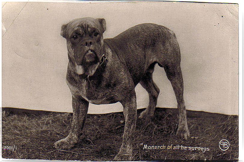 Bullenbeisser: one of the extinct dog breeds