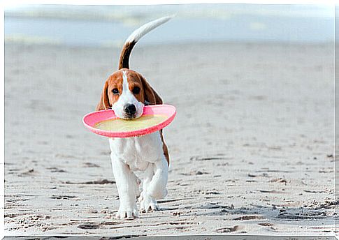 dog and frisbee