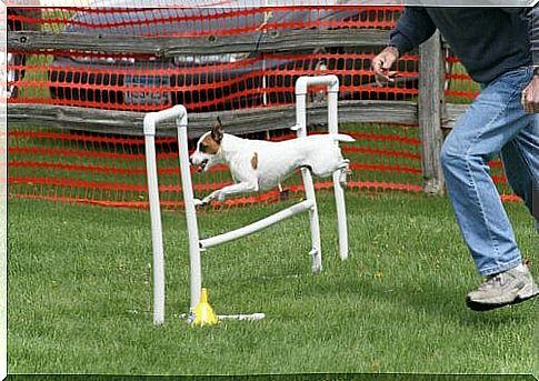 agility test