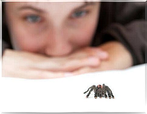 Overcome the fear of spiders