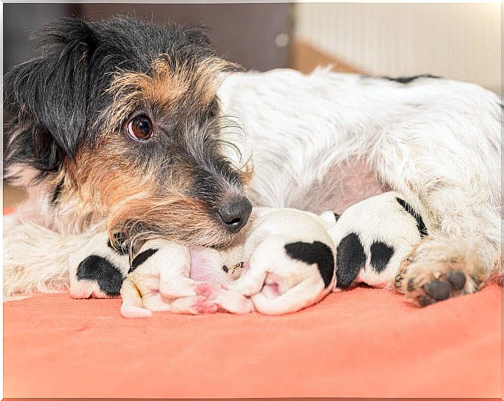 Feeding a bitch after giving birth