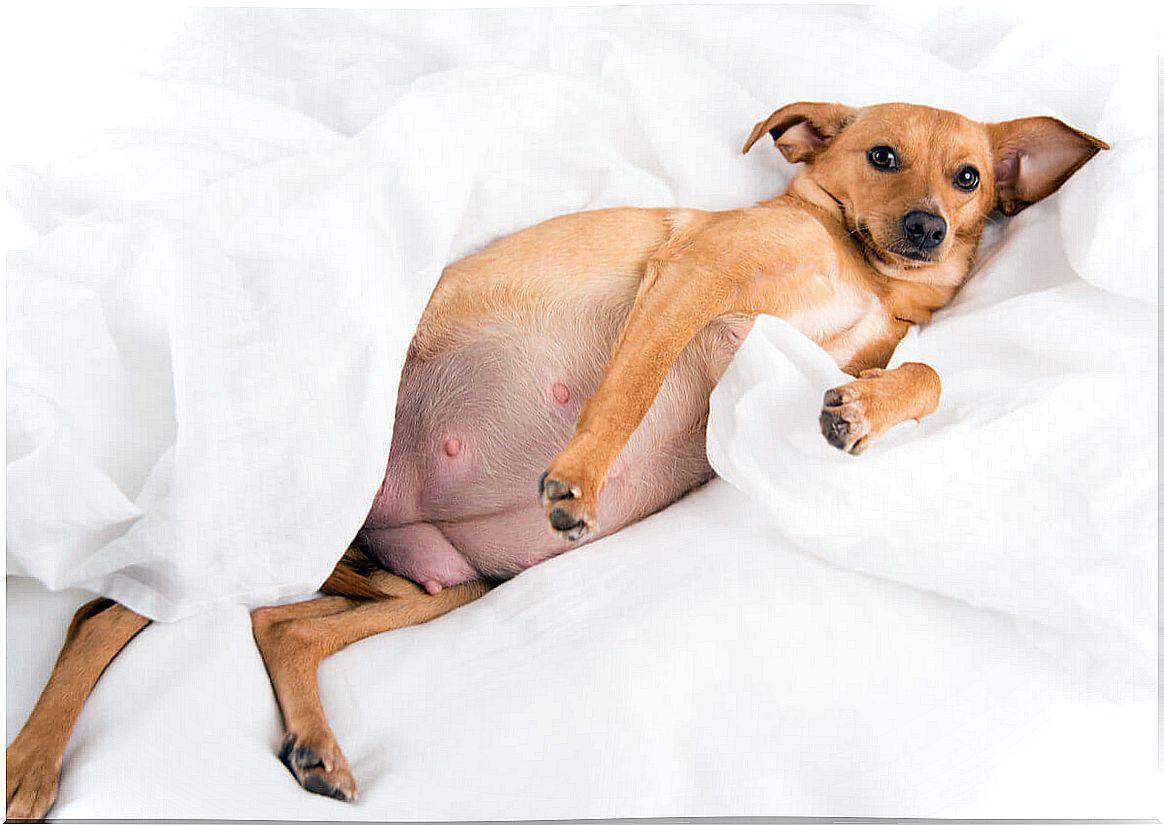 Pregnancy in female dogs is a delicate stage.