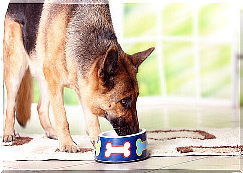 Feeding dogs from 7 years of age onwards