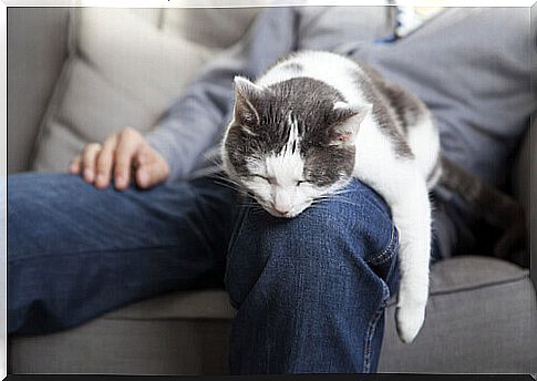 cat sleeping on the owner's lap