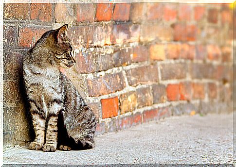 From the street to a home: adopting stray cats