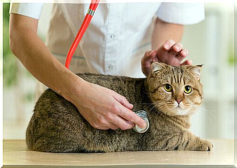 cat at the veterinarian