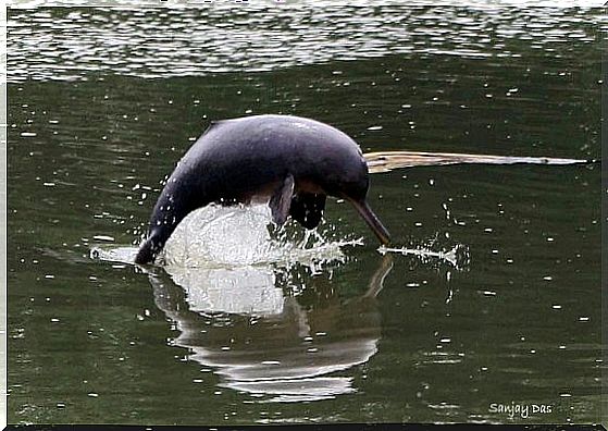 Ganges Dolphin: know all about this species