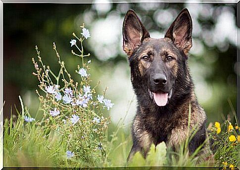 German Shepherd Training, An Amazing Dog