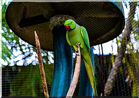 Parrots threatened by trade in exotic animals