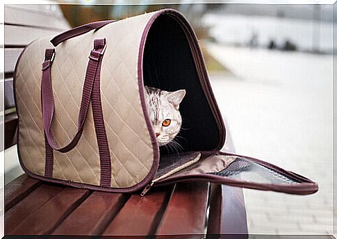 cat in the bag