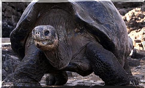 Excellent news!  For the first time in 100 years, turtles are born in the Galapagos