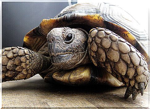 turtles in galapagos