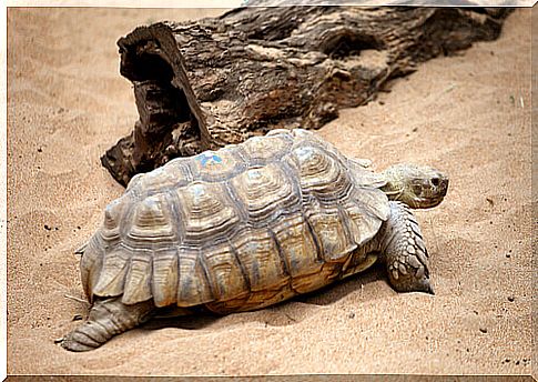 turtles in galapagos