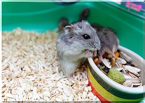 Hamster behavior: useful information