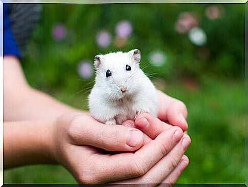 white hamster