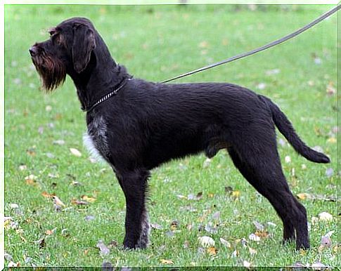 Bohemian Hard-Haired Griffon: Meet This Breed Here