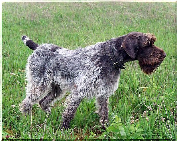 bohemian hard-haired griffon