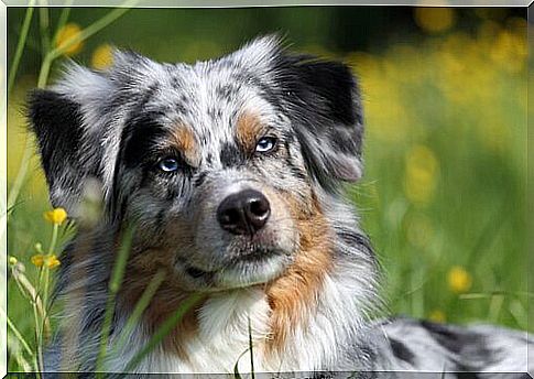 australian shepherd dog