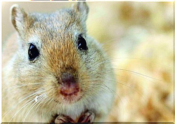 Homemade Mongolian Squirrel Feeding