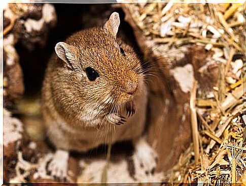 Mongolian Squirrel Burrow